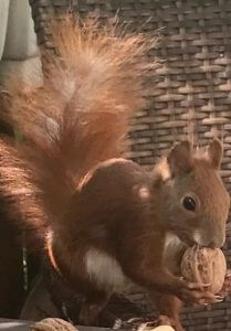Eichhörnchen Friedolin besucht die Terrasse der IDEA-Geschäftsräume